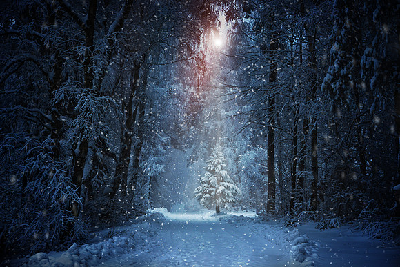 Weihnachtsbaum